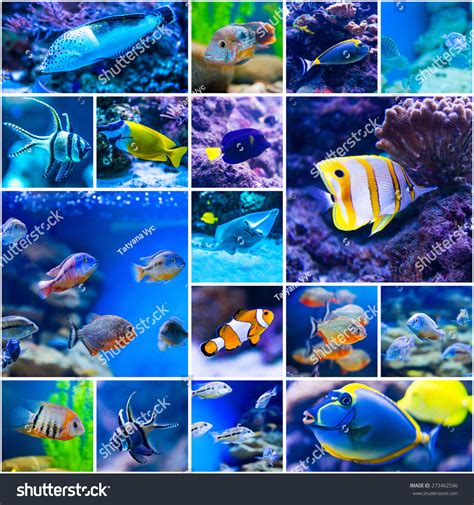 Fish Collage Photos, Images & Pictures .